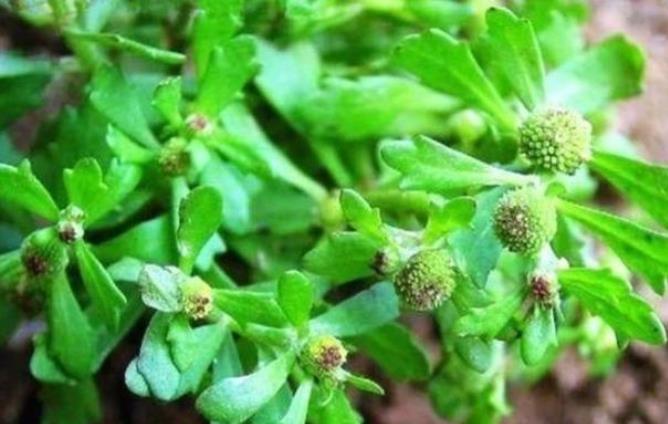 这种野草被称为鼻涕草,农民把它当野菜,其实它发散风寒效果好