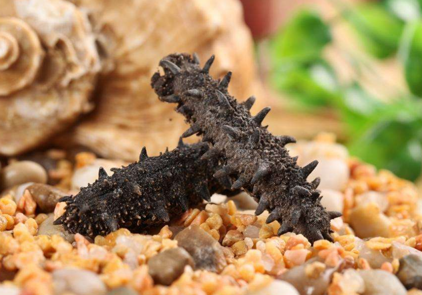 海参,人称之为"海人参",因补益作用类似人参而得名.