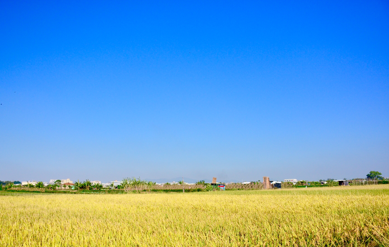 跟随镜头,去看看南方湛蓝的天空和金黄的稻田,美丽极了!