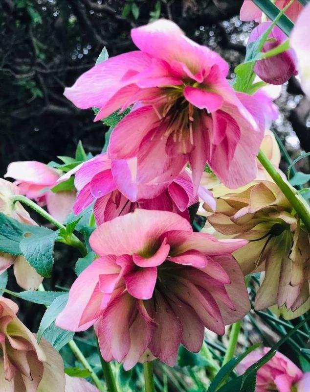 这花名字刚硬土气,谁知开花却柔美艳丽,秋冬开满阳台全家惊艳