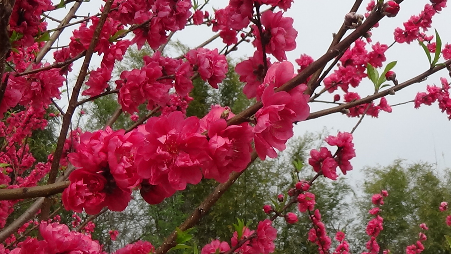 广西平南县龚州公园的桃花开了,姹紫嫣红热烈芬芳,美极了