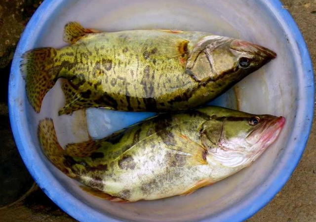 鱼料- 热门商品专区