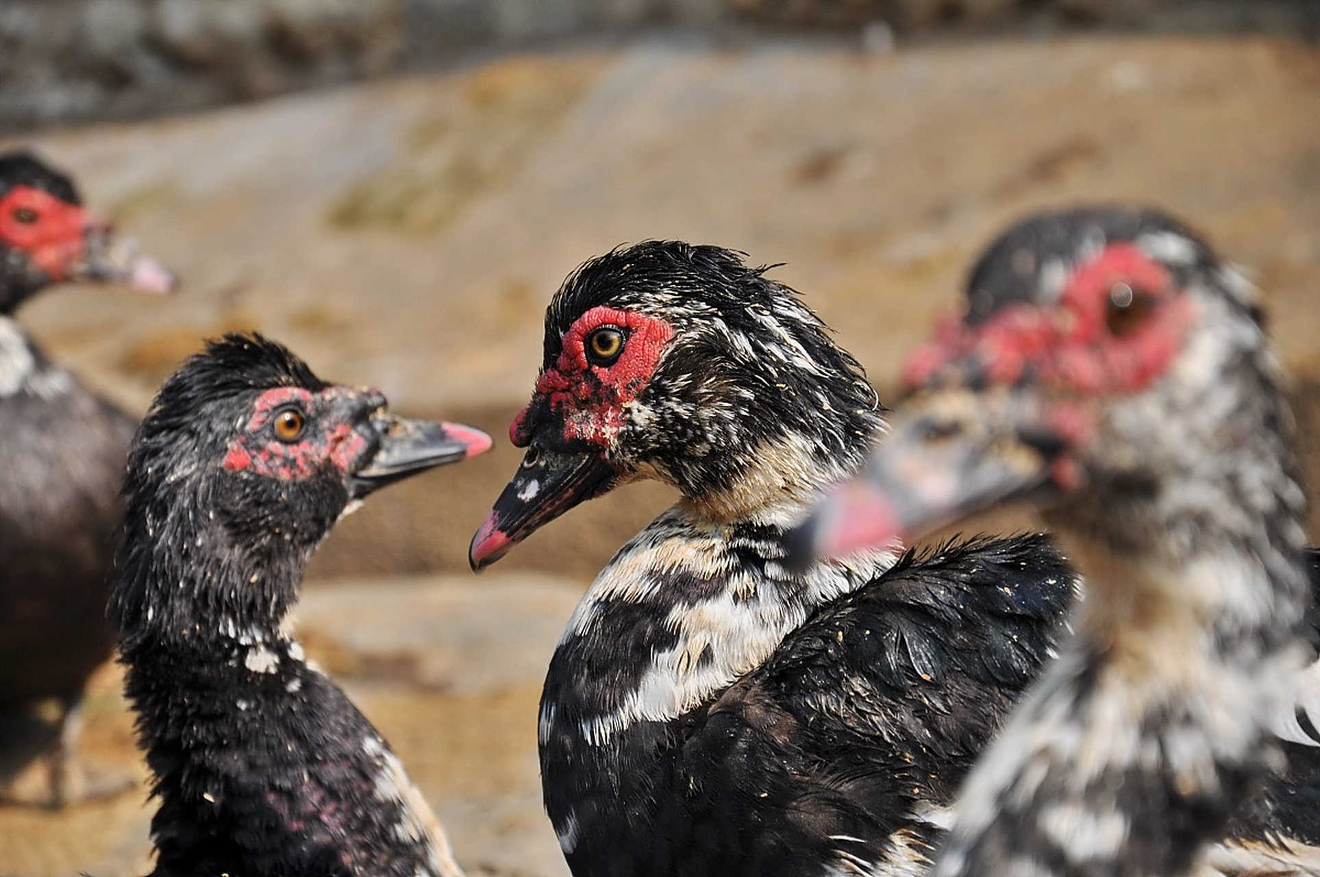 安徽芜湖的红鸭子以其独特的风味和口感而闻名.