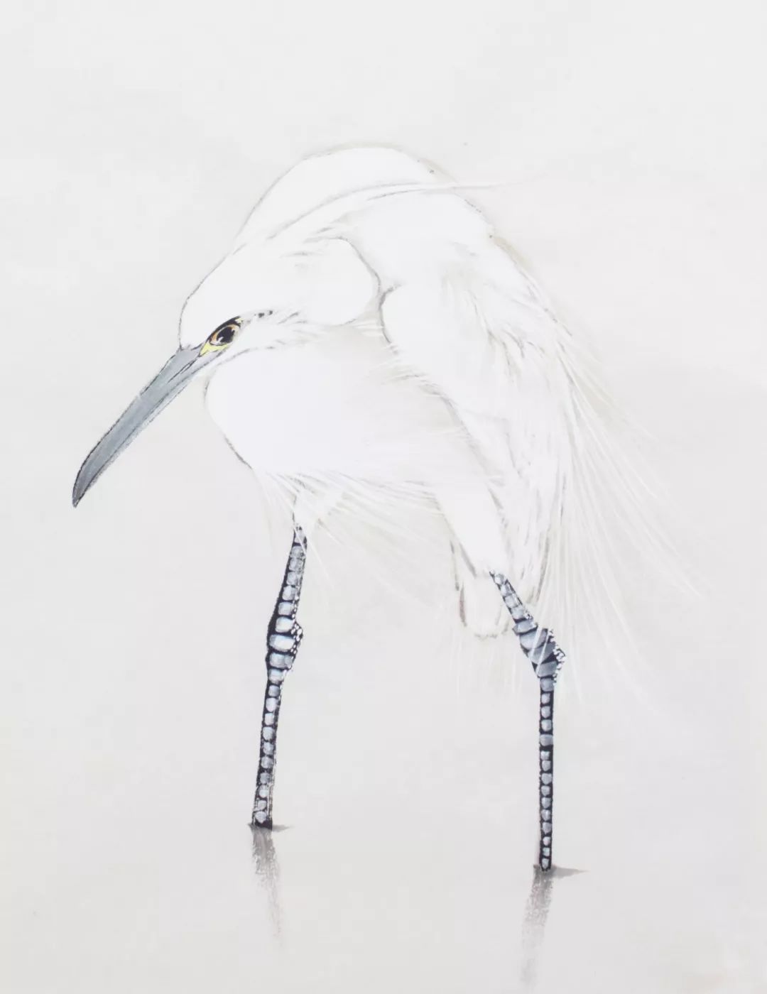 「新课上线」史玉教你画一只低头凝神捉鱼的白鹭