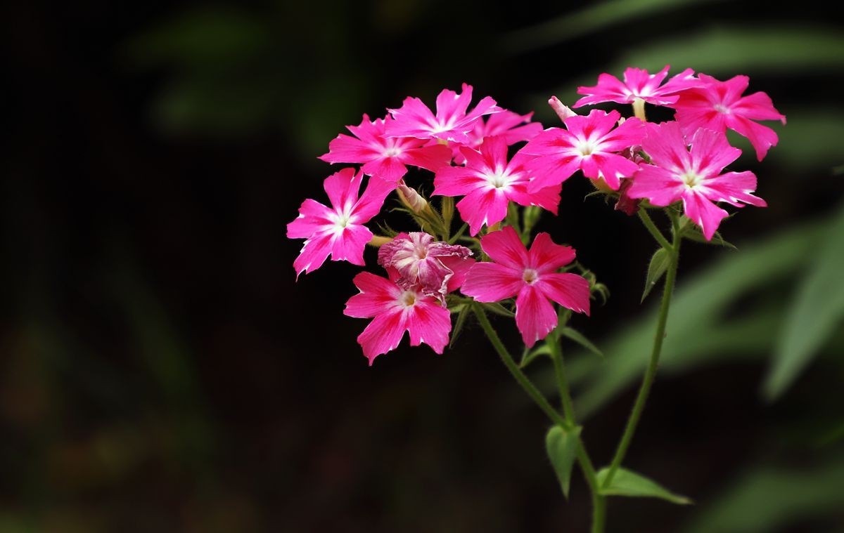 【李探花图集】长势茂盛,花开轻盈,寓意吉祥的福禄考!