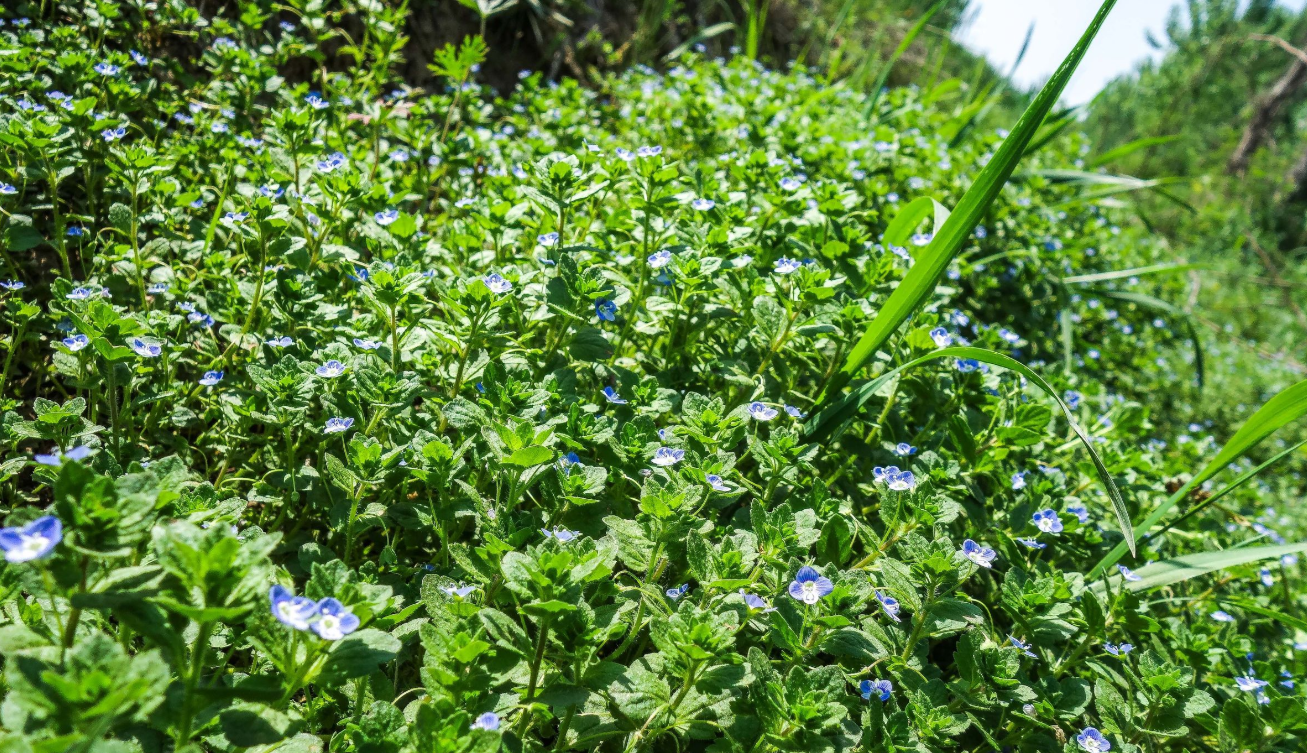 农村路旁田野随处可见,止咳,清热明目,药理功效高