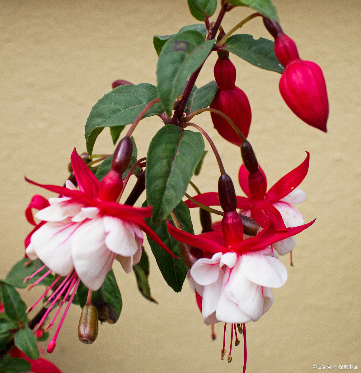 富贵子花的养殖方法和注意事项