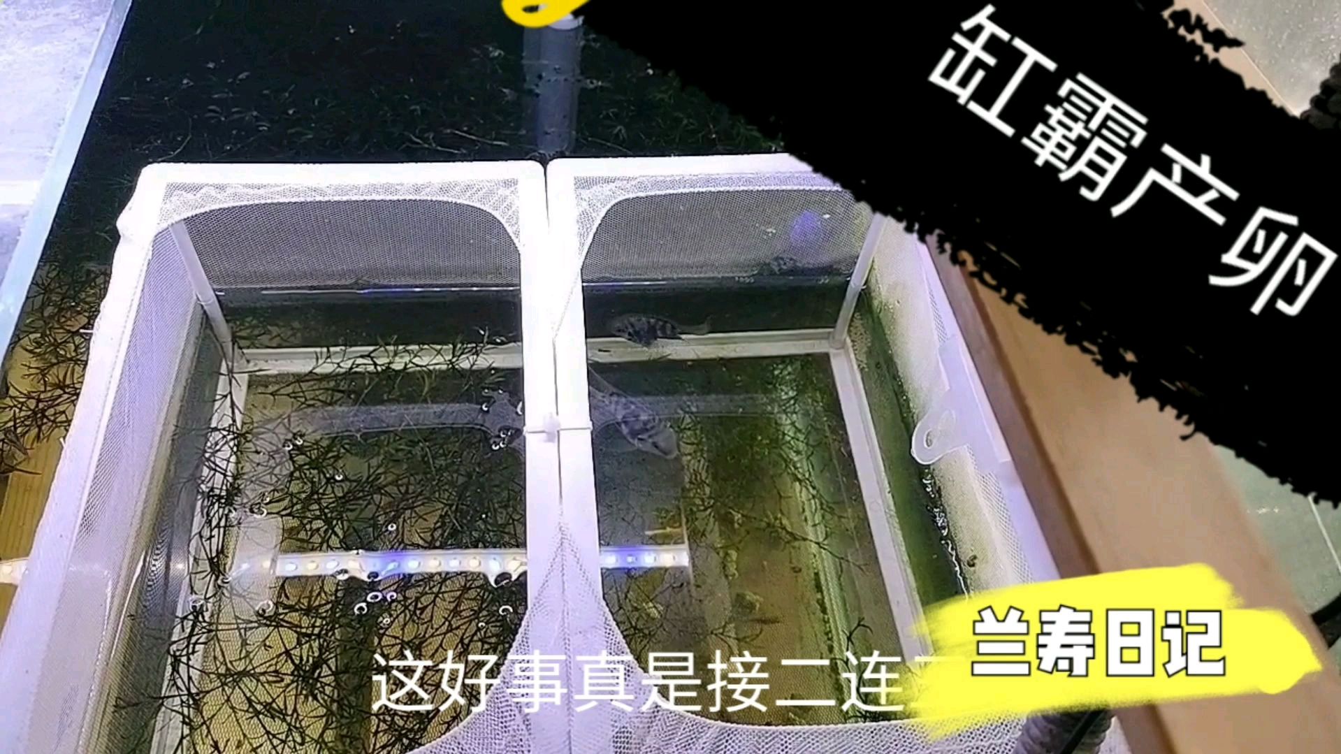 迷你鹦鹉鱼里的缸霸居然在这么恶劣的环境下强行产卵了