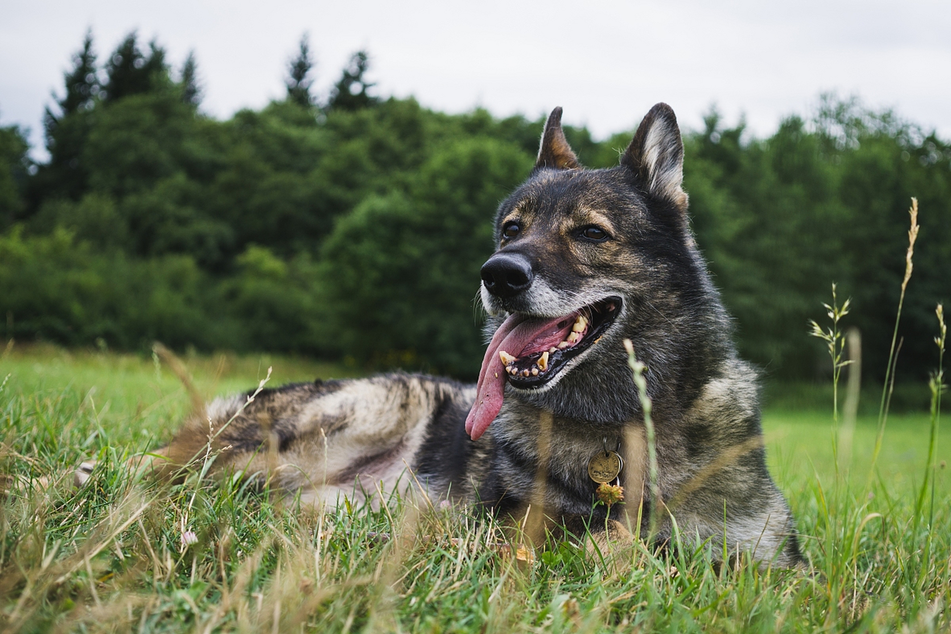 捷克狼犬是由斯洛伐克狼和德国牧羊犬杂交而成,具有忠诚度高,易于训练