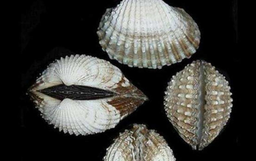 动物知识科普,小编带你了解花蚶