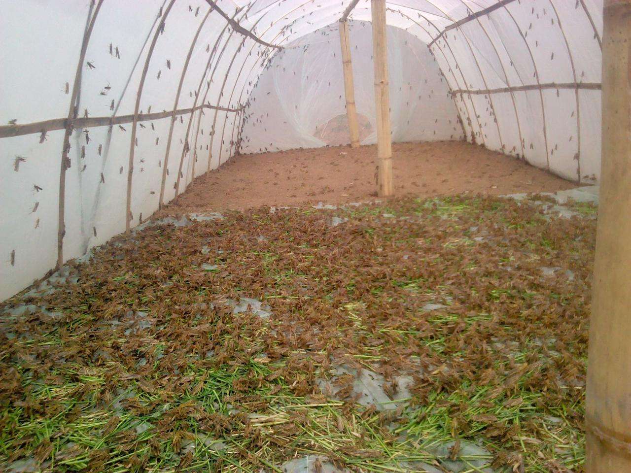 蚂蚱虽是一种害虫,如今却能人工养殖,这四个养殖技术你了解吗?