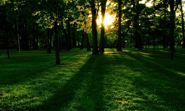 太阳光穿插在树林间,树影映射在草地上.