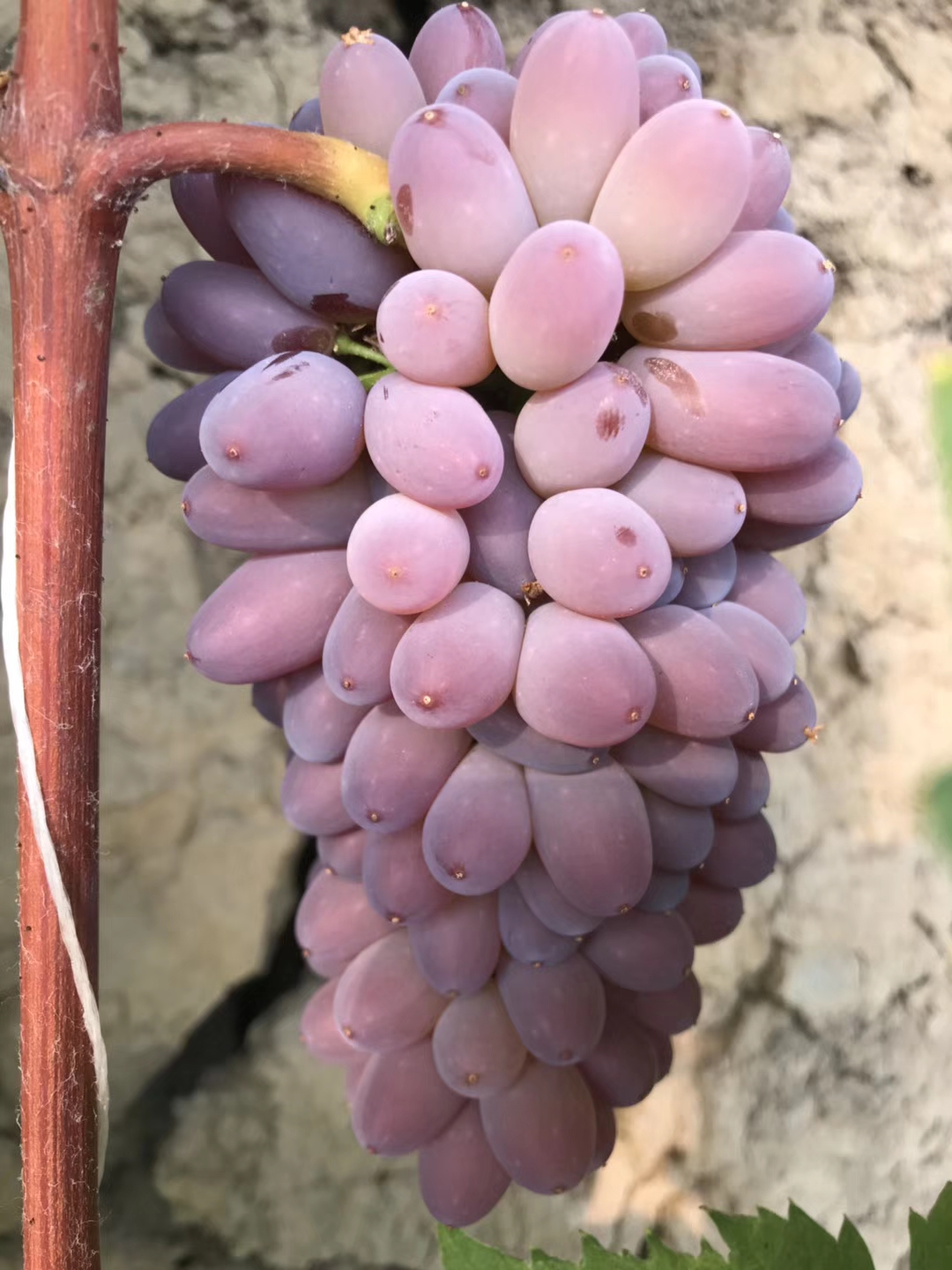 品种纯正,茉莉香葡萄,又名醉金香,别名着色香,苏丹玫瑰,张旺一号,极品