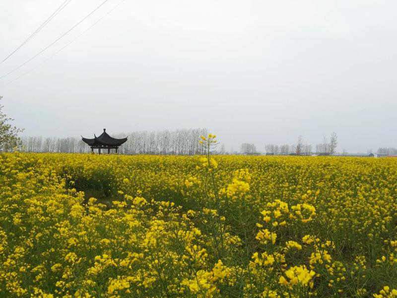 汝南县梁祝镇:抢抓植绿时节,营造生态乡村