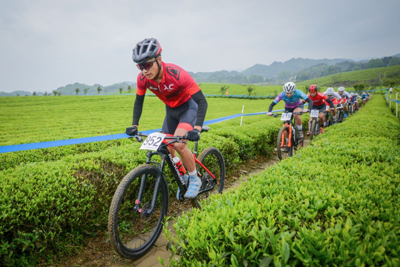 "多彩贵州"自行车联赛湄潭感受茶文化
