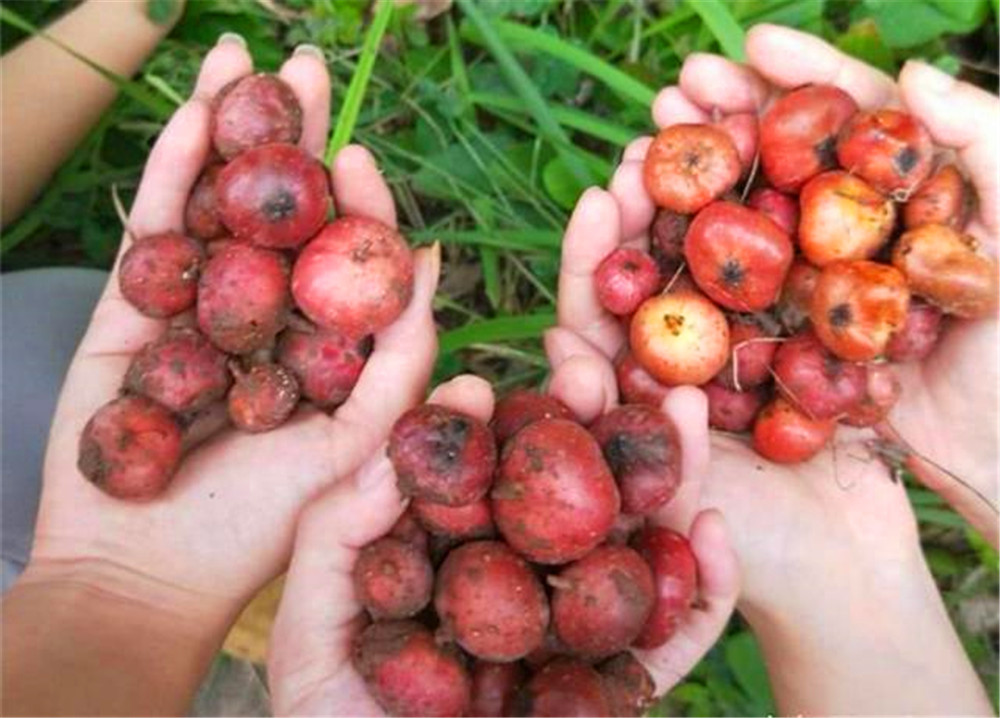 它叫"地枇杷",号称农村野果第一,有钱吃不到,车厘子又算什么
