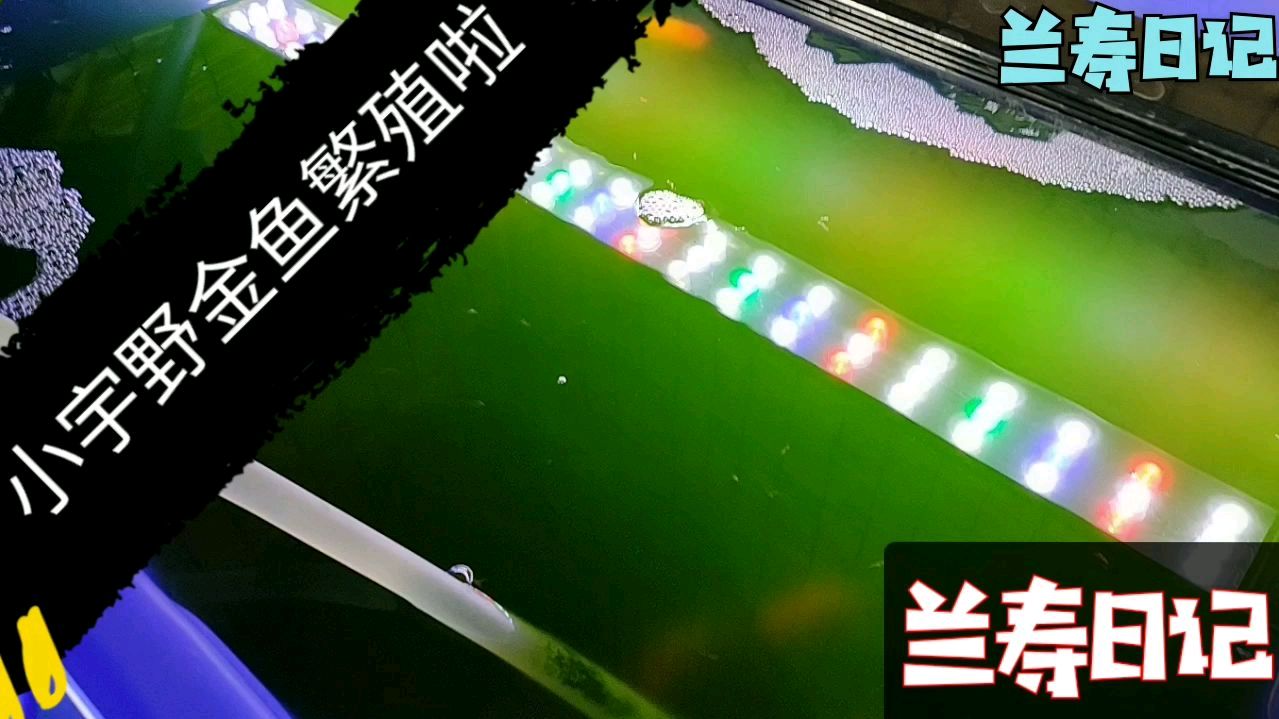 宇野金鱼这么小居然就繁殖了 试试能不能孵化出小鱼苗来