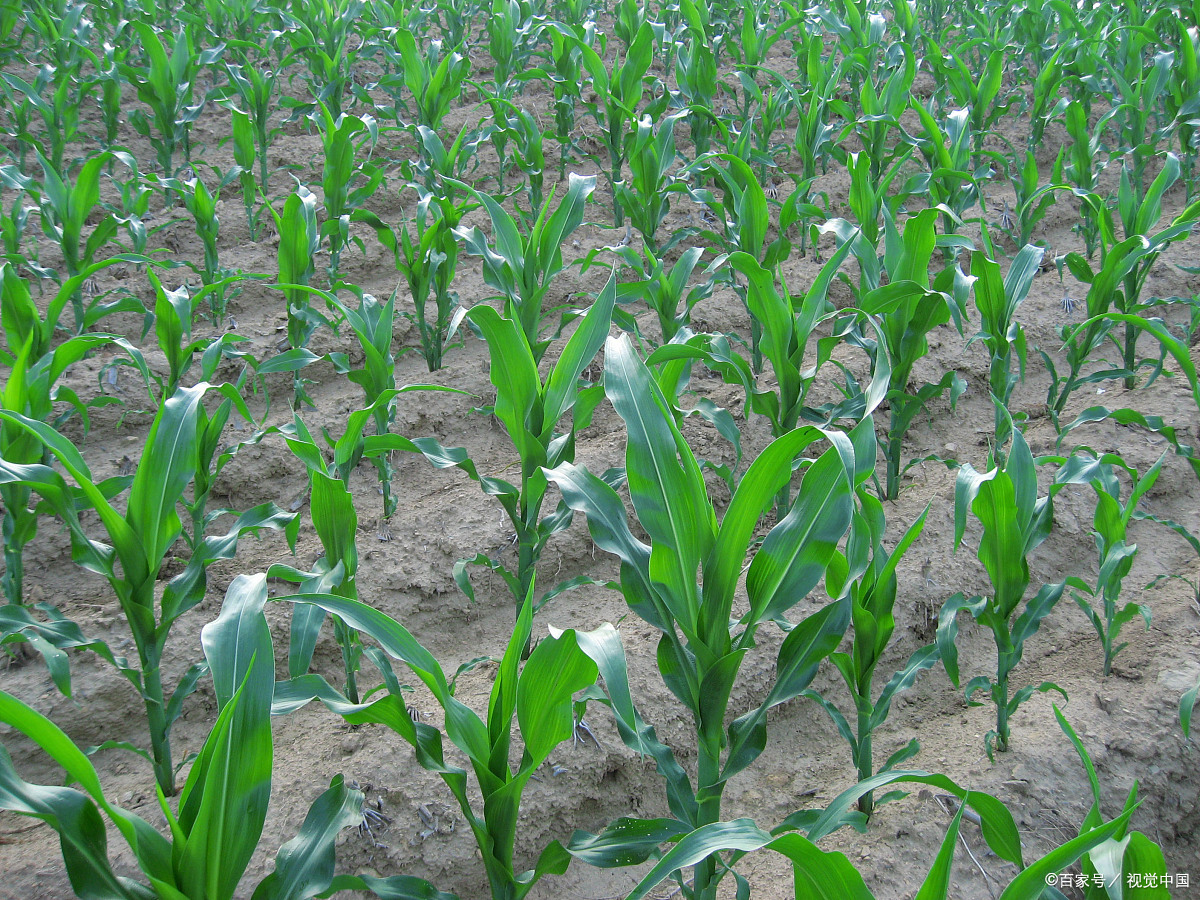 玉米拔节期,做好这2点,既能控旺又能增产30%,配方帮您出好了