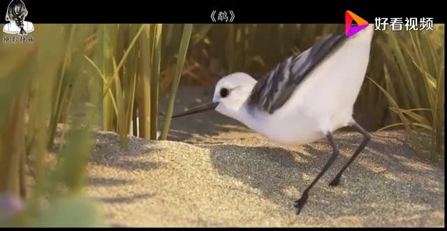 一部又可爱又萌的温馨治愈电影《鹬》,鸟儿总要长大!太治愈了!