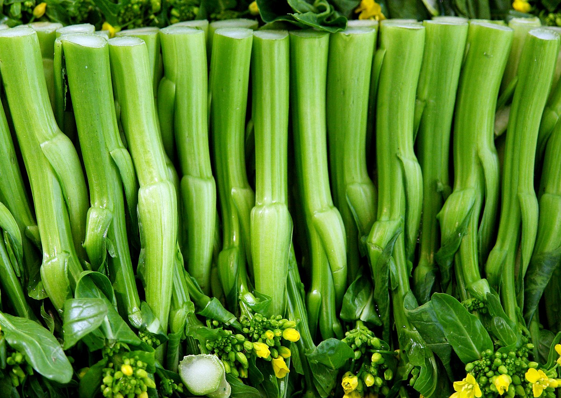 摘要:  洪山菜薹是湖北冬季特色菜肴,具有独特的口感,营养价值和美丽