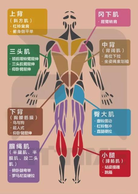 如何放松背部肌肉图解图片