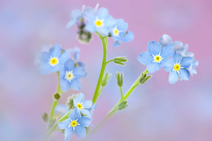 勿忘我花语图片 花字图片