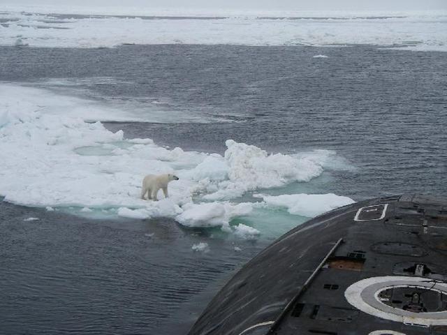 俄罗斯核潜艇在北极遇上北极熊,双方都很淡定