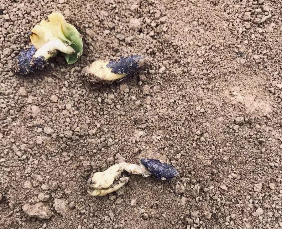 棉花烂种原因分析及当前田管应该注意的几个问题