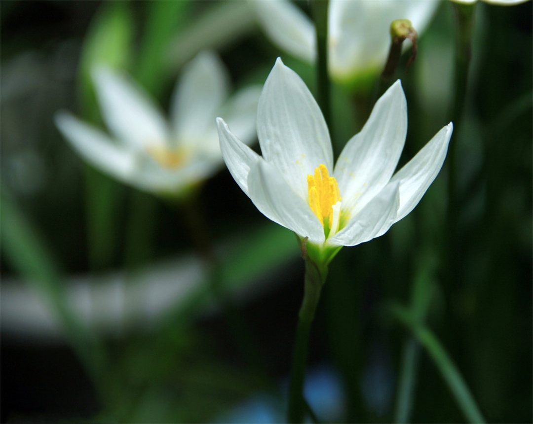 家养水仙花的土培养殖方法介绍