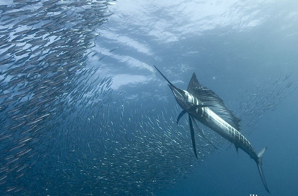 平鳍旗鱼知识科普,教你轻松识别平鳍旗鱼