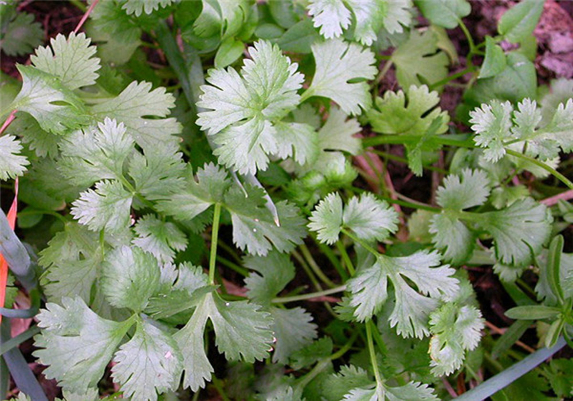 芫荽- 热门商品专区