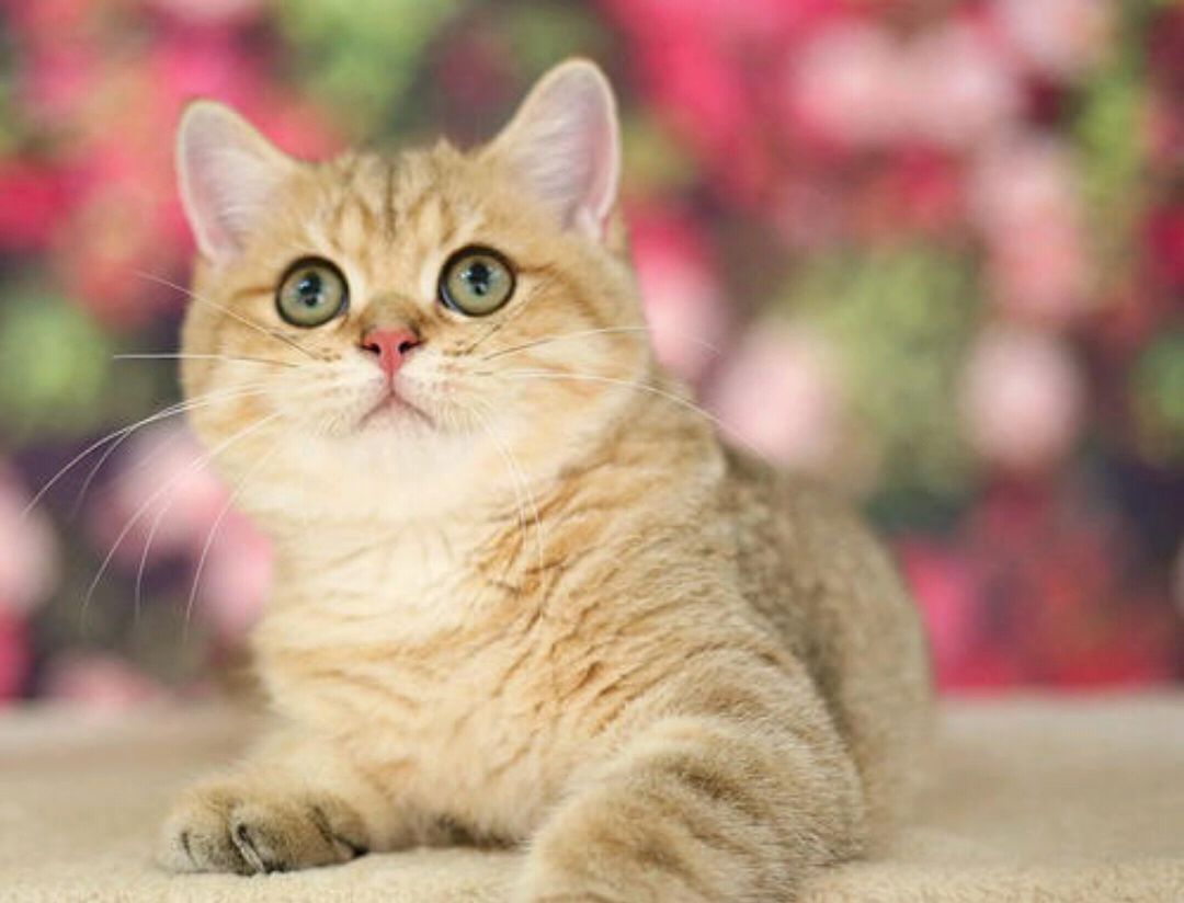 这种猫被称为金豆子,你知道怎么样挑选一只纯种金渐层猫吗