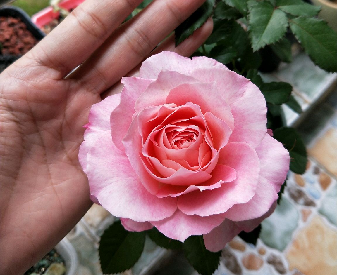 海神王月季怎么做到一棵枝条开出35个花苞?大神做了两件事