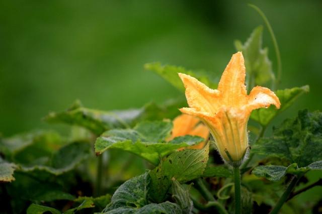 种植南瓜,总是开花不结果,只需这3步就解决