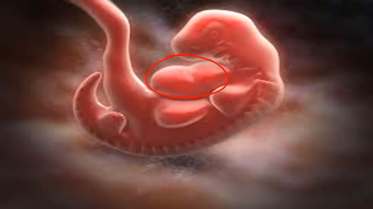 五个月的胎儿真实图片