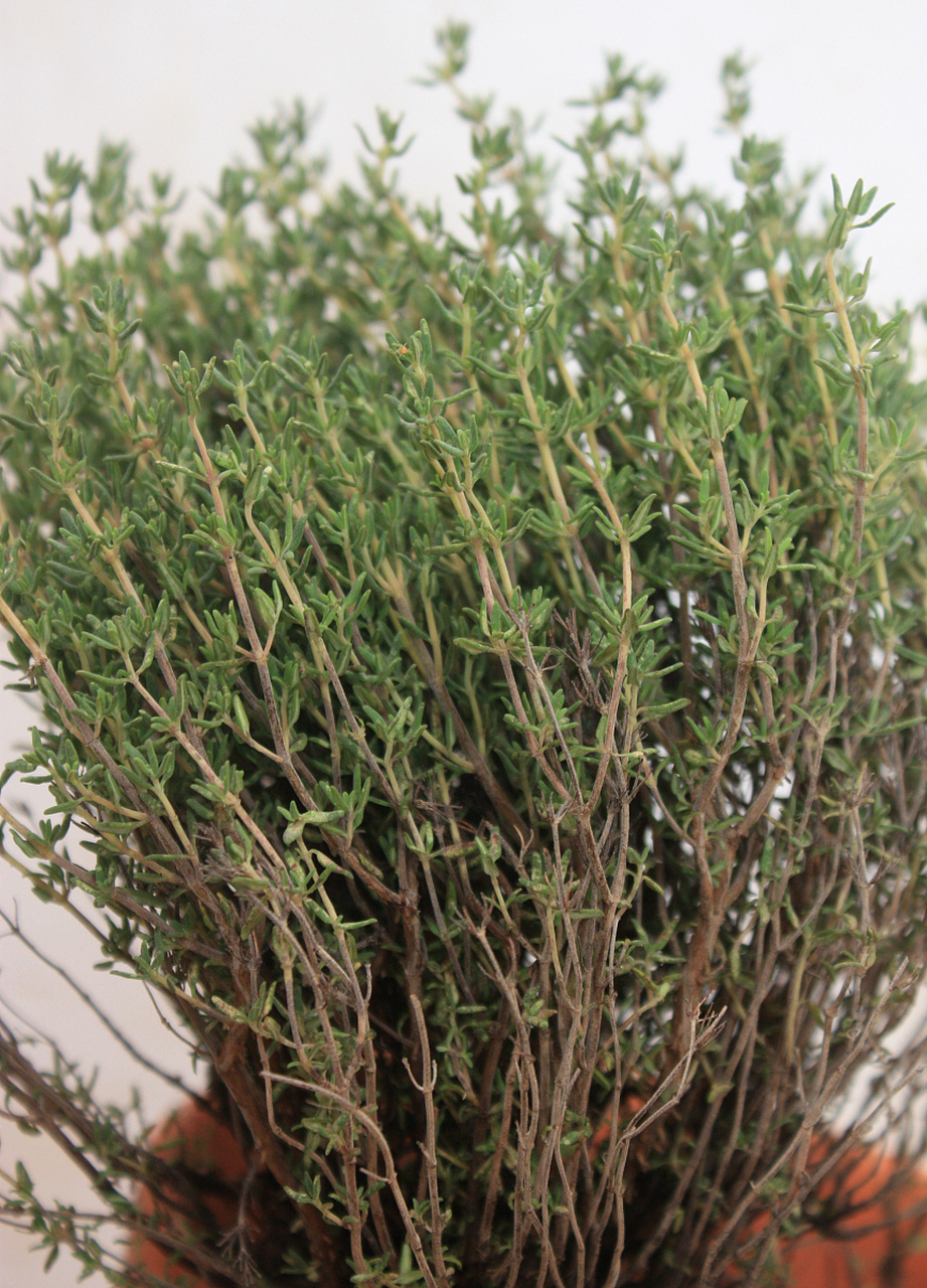 马刺根的学名是"euphorbiamilii",属于大戟科下的大戟属.