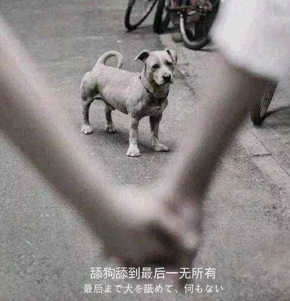 黑小虎舔狗图片