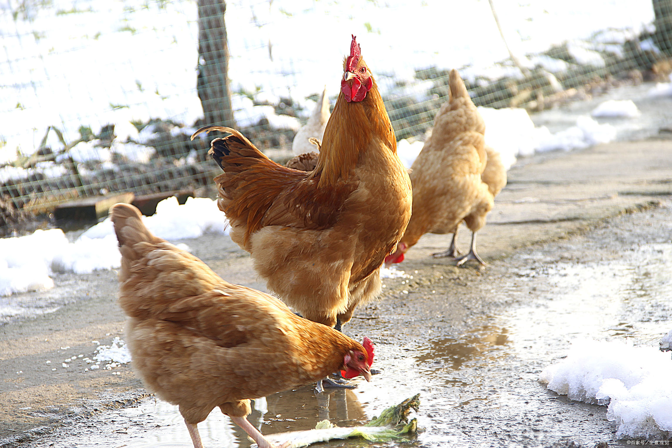 正宗土鸡土鸭 - 2020年最新商品信息聚合专区 - 百度爱采购