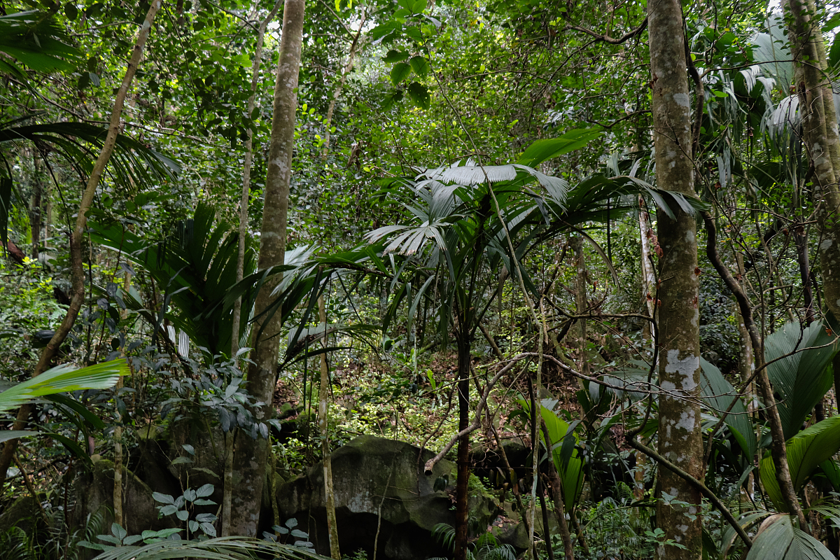 来海南吧,霸王岭国家森林公园的动植物多稀奇呀?
