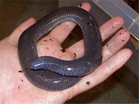 探险家发现"没有眼睛的蛇",这就是裸盲蛇