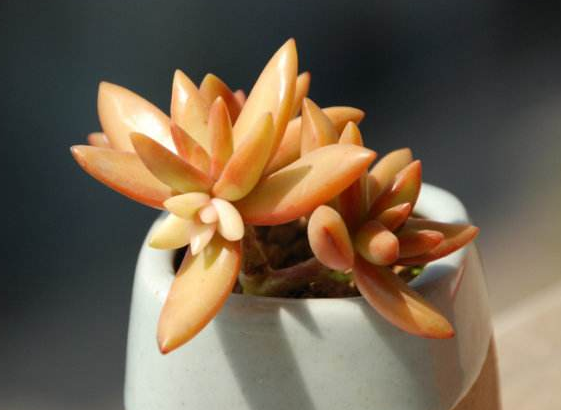 多肉植物铭月,它外形美丽,养护时要注意这些方面