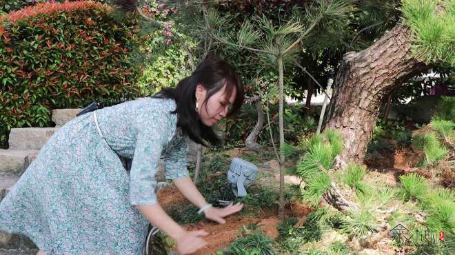 [图]珍贵大型黑松庭院树，管理不当差点坏死，美女巧用妙招获得重生！