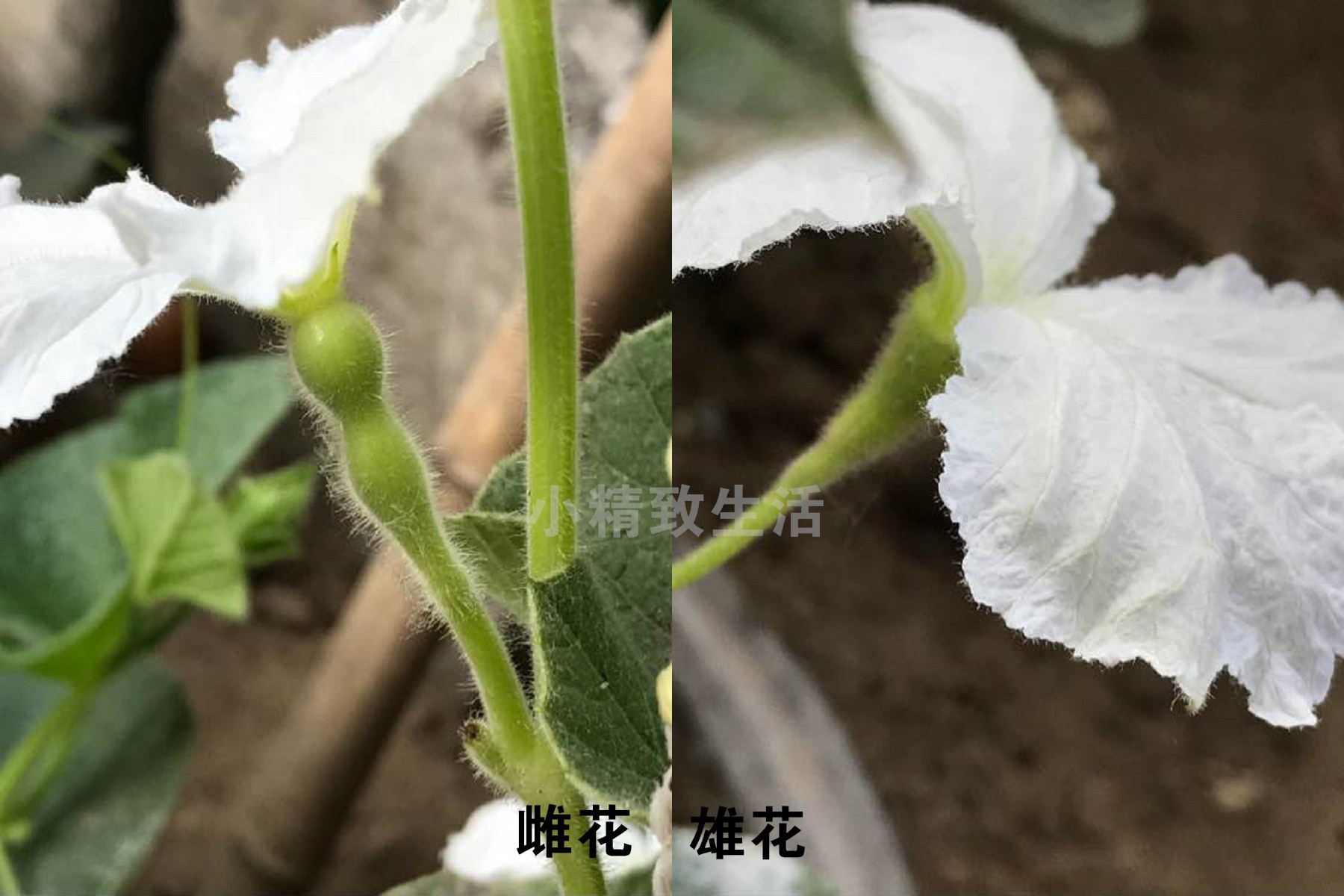 简单7步,在阳台种小葫芦,一盆结十几个,随便盘
