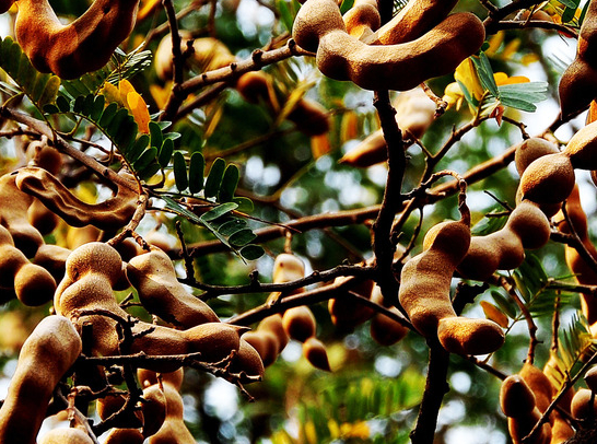 小迪说种植:酸角的种植