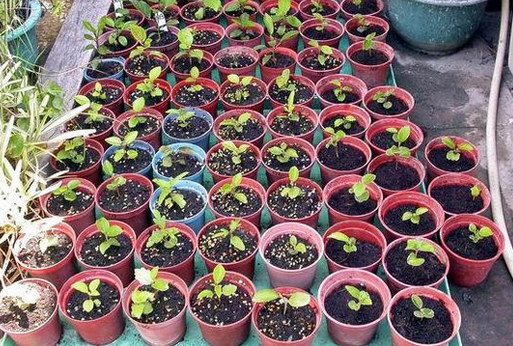 百度爱采购首页 商品专题_种子等到扶桑花种子出芽后,长出两片叶子,就