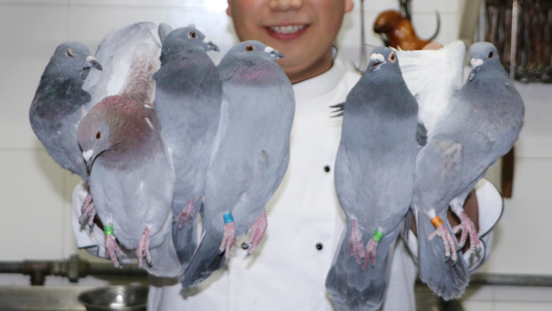 厨师长教你:炖鸽子的农家做法,营养丰富,出锅直流口水!