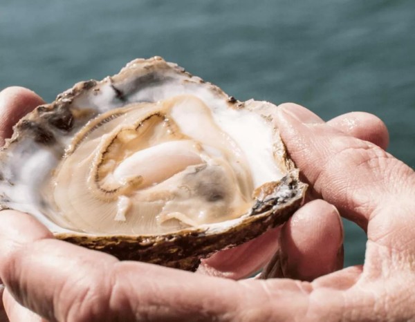 在吃生蚝这件事儿上,为什么应该像法国佬学习?