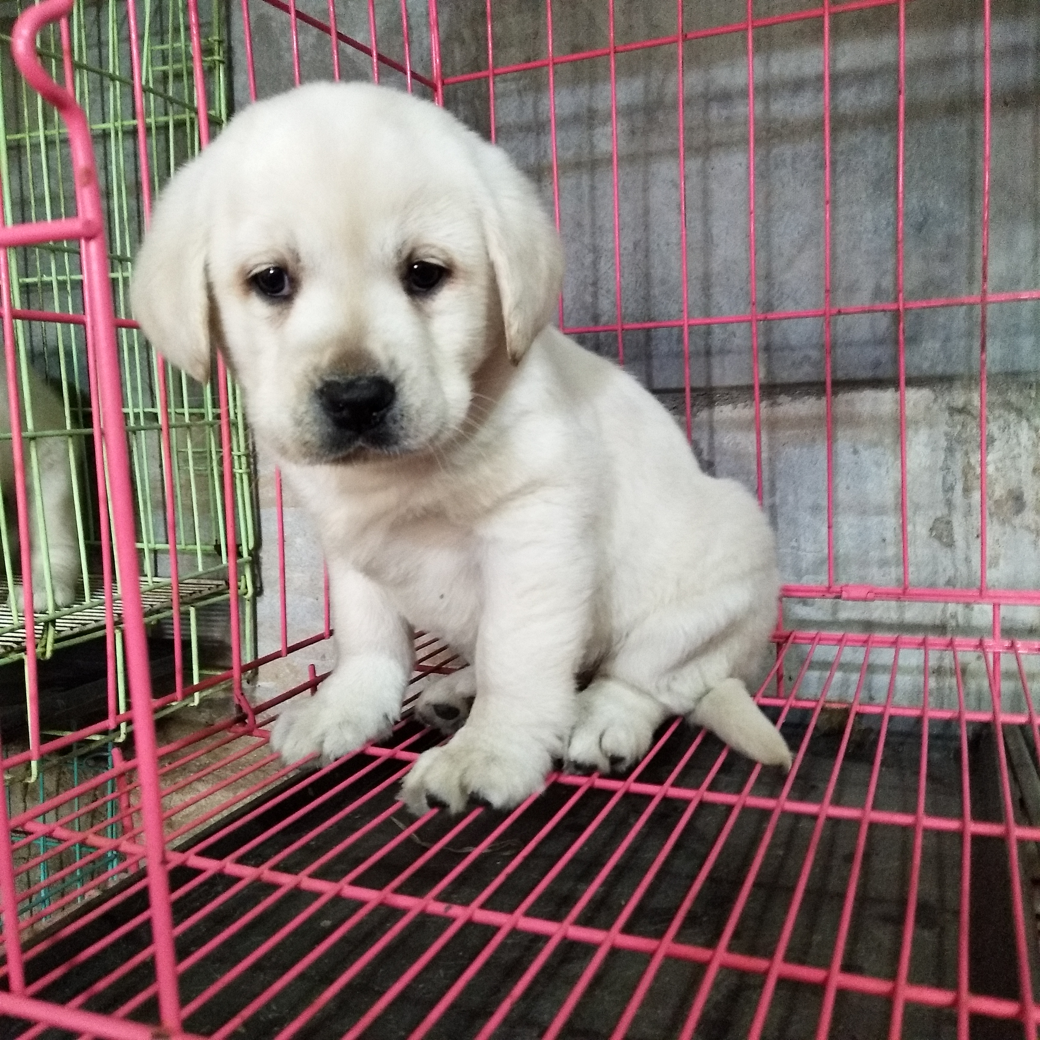 拉布拉多幼犬幼崽 纯种 哈士奇幼崽幼犬 纯种 金毛幼崽幼犬