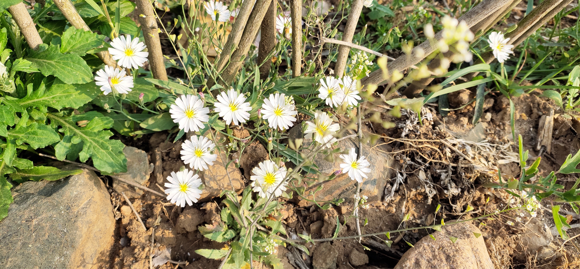 那些田间地头,小路边的野花,儿时的记忆你还有多少