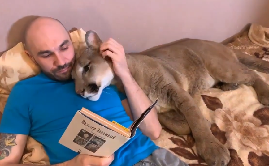 男主人躺床上看书,宠物狮在旁边不停撒娇,狮子:我也是个宝宝